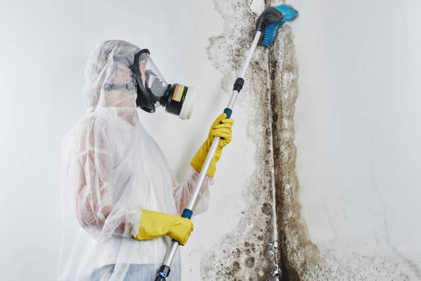 Best Commercial Mold Remediation in Oriska, NY