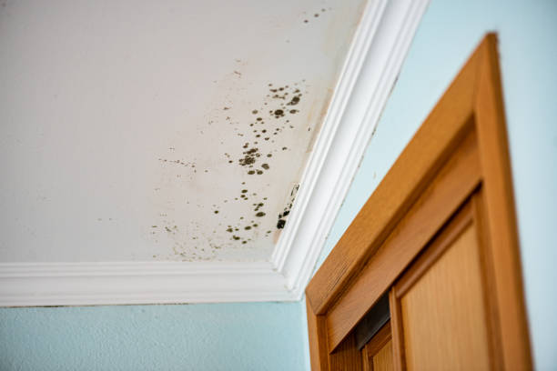 Best Emergency Mold Remediation in Oriska, NY