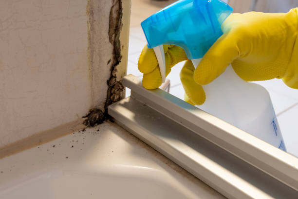 Best Bathroom Mold Remediation in Oriska, NY