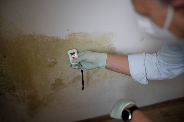 Best Insurance-Related Mold Remediation in Oriska, NY