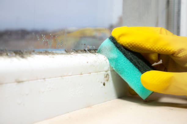 Best Black Mold Remediation in Oriska, NY