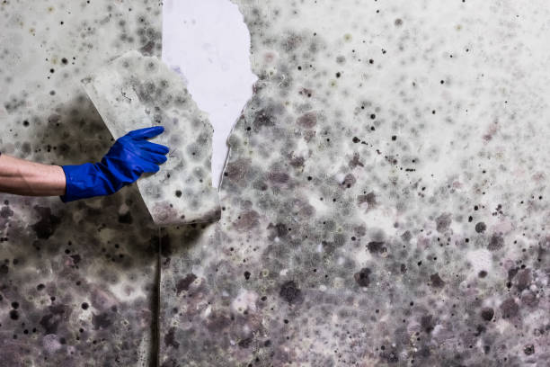 Best Emergency Mold Remediation in Oriska, NY
